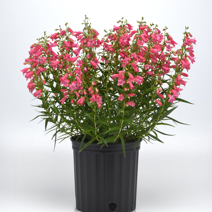 Penstemon 'Balmounose' ~ Mountain Treats™ Rose Beardtongue-ServeScape