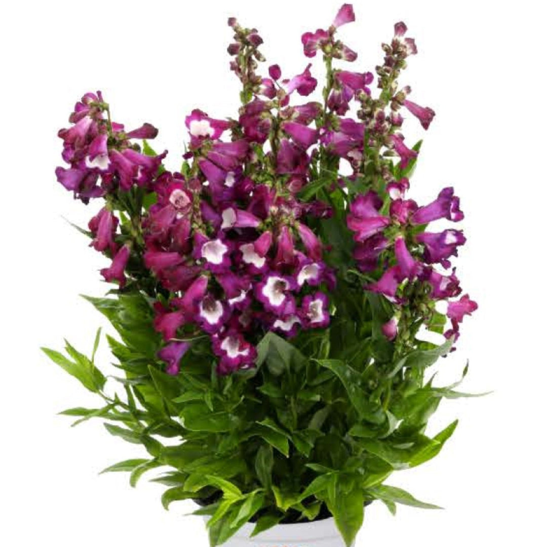 Penstemon hartwegii 'PepTalk Muave' ~ PepTalk® Mauve Beardtongue-ServeScape