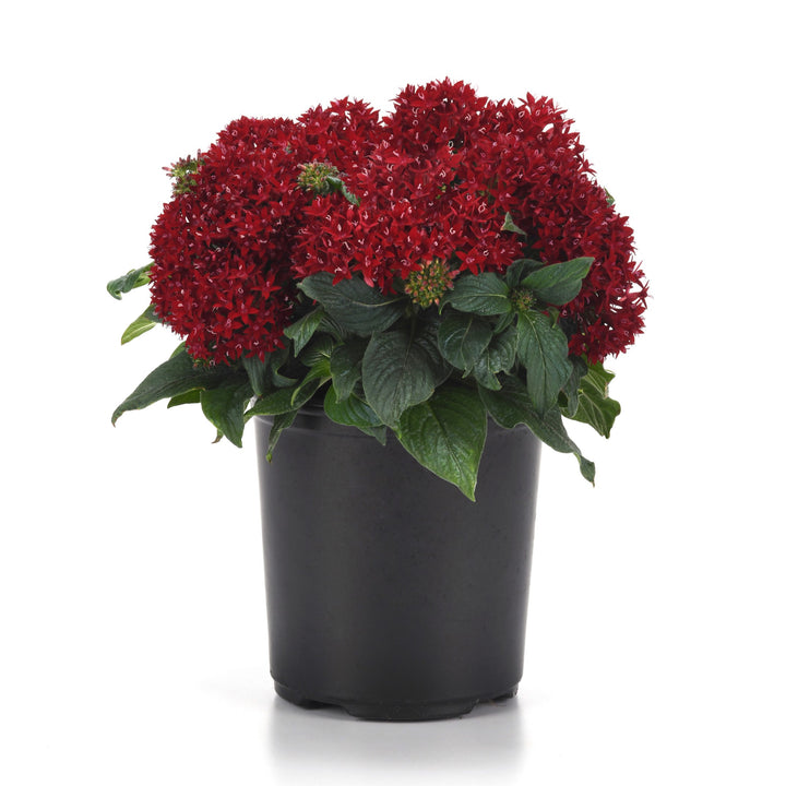 Pentas lanceolata 'PAS1231189' ~ Lucky Star® Deep Red Star Flower-ServeScape