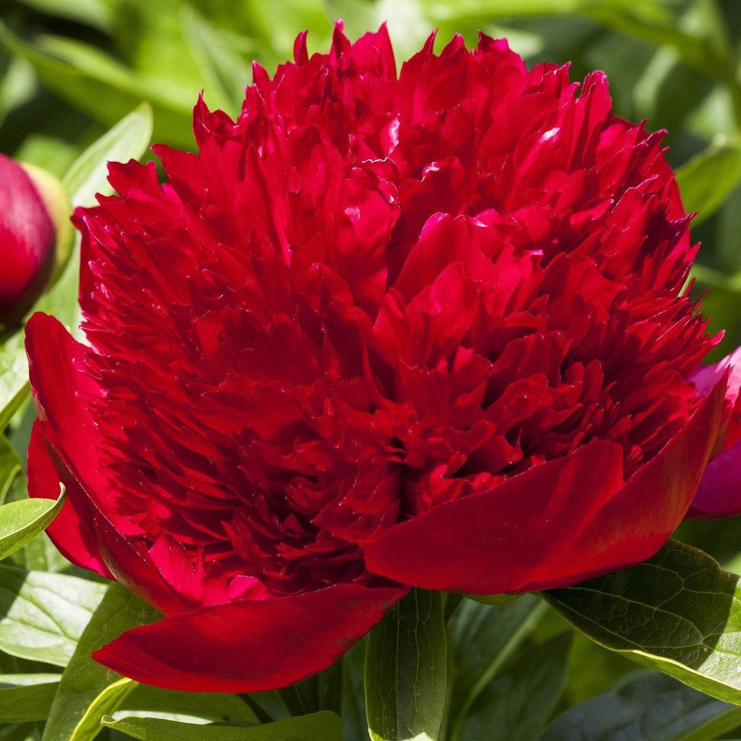 Paeonia 'Red Charm' ~ Red Charm Peony-ServeScape