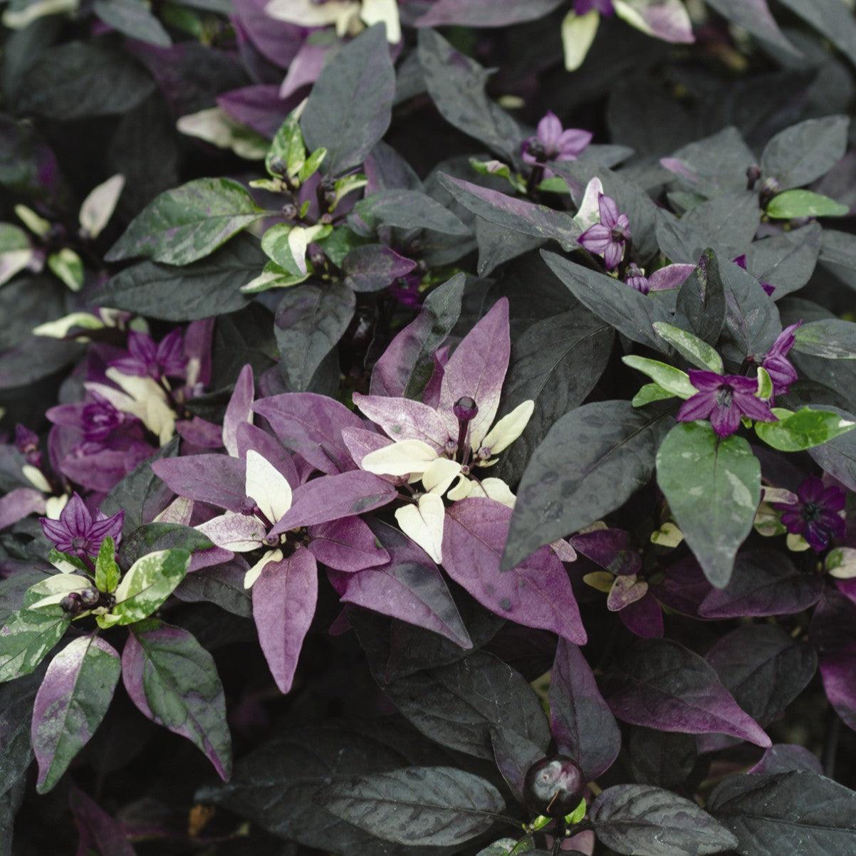 Capsicum annuum 'Purple Flash' ~ Purple Flash Ornamental Pepper-ServeScape