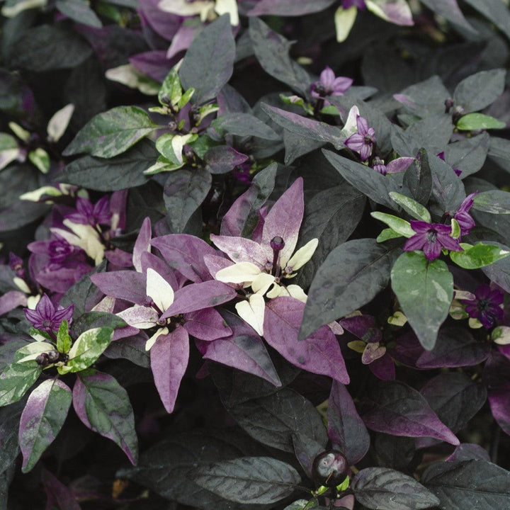 Capsicum annuum 'Purple Flash' ~ Purple Flash Ornamental Pepper-ServeScape
