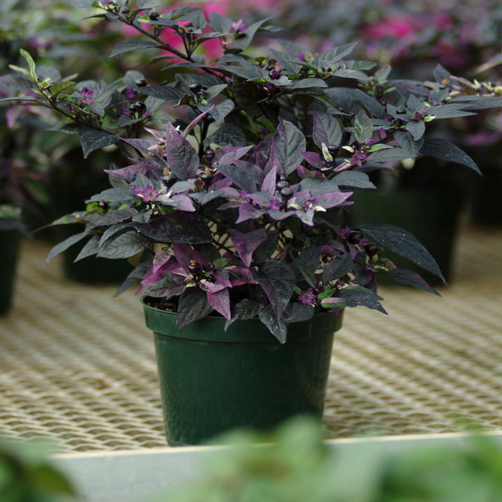 Capsicum annuum 'Purple Flash' ~ Purple Flash Ornamental Pepper-ServeScape