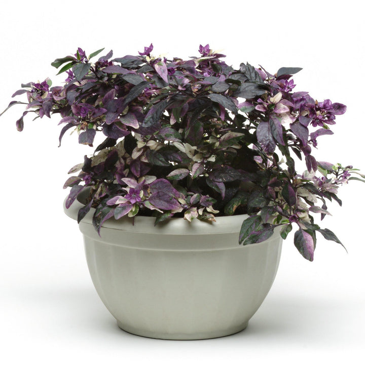 Capsicum annuum 'Purple Flash' ~ Purple Flash Ornamental Pepper-ServeScape