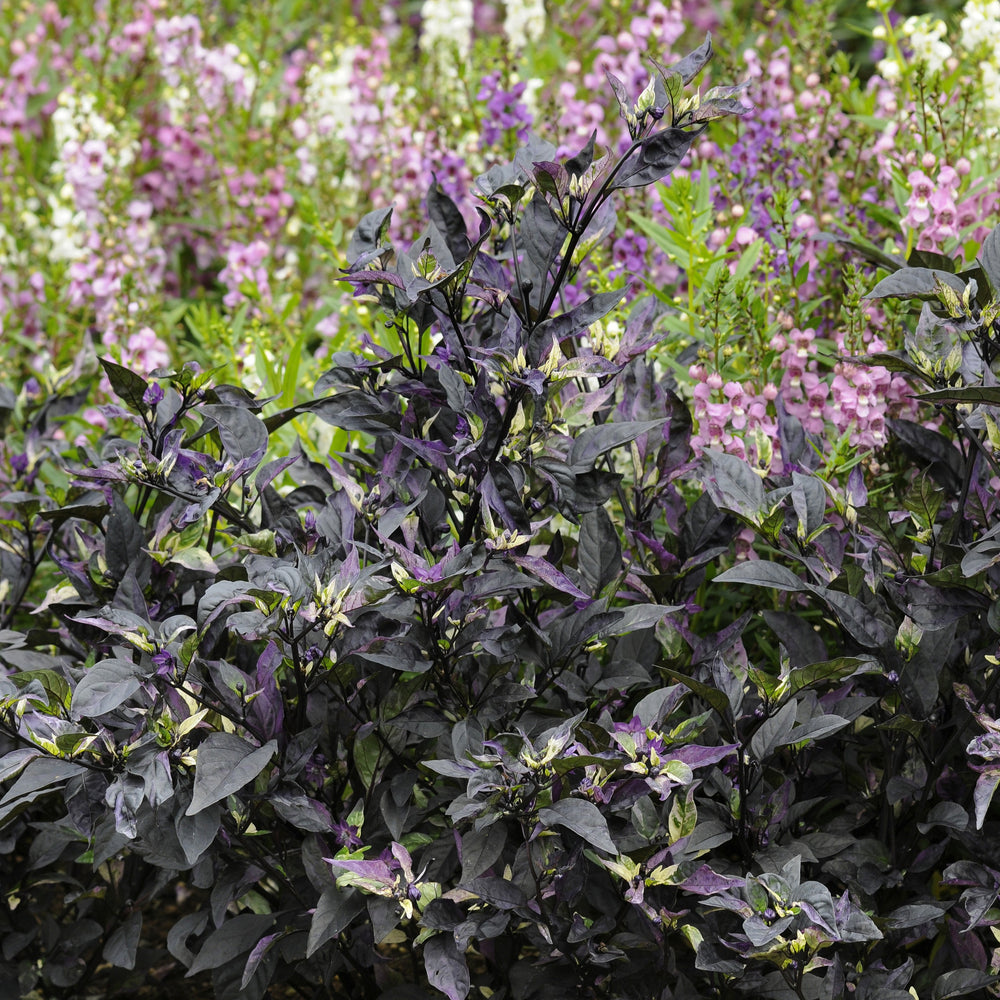 Capsicum annuum 'Purple Flash' ~ Purple Flash Ornamental Pepper-ServeScape