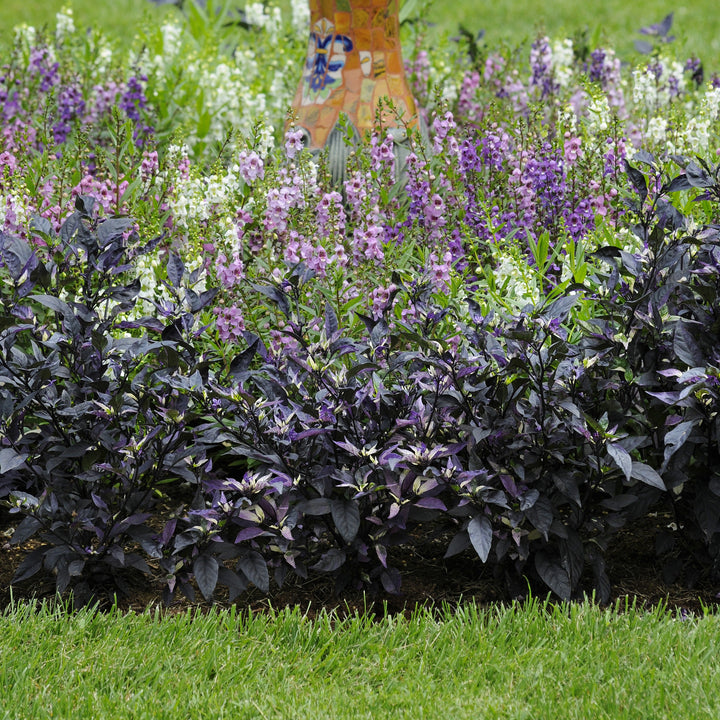 Capsicum annuum 'Purple Flash' ~ Purple Flash Ornamental Pepper-ServeScape
