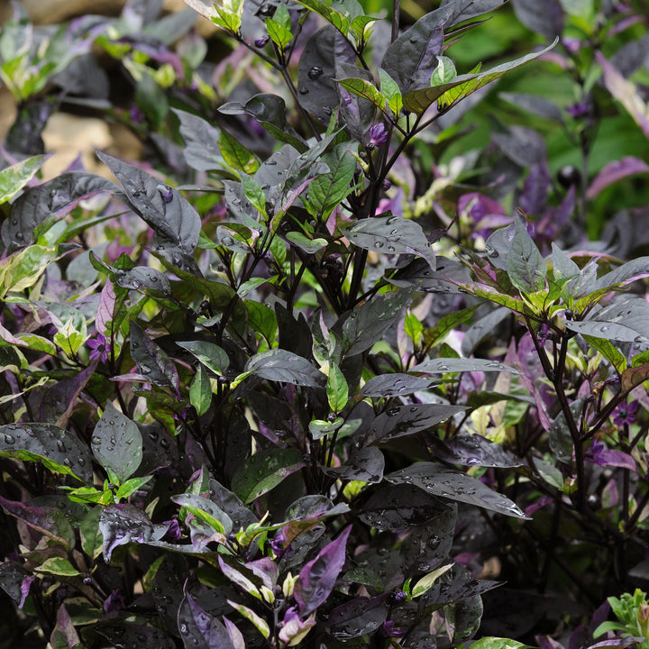 Capsicum annuum 'Purple Flash' ~ Purple Flash Ornamental Pepper-ServeScape