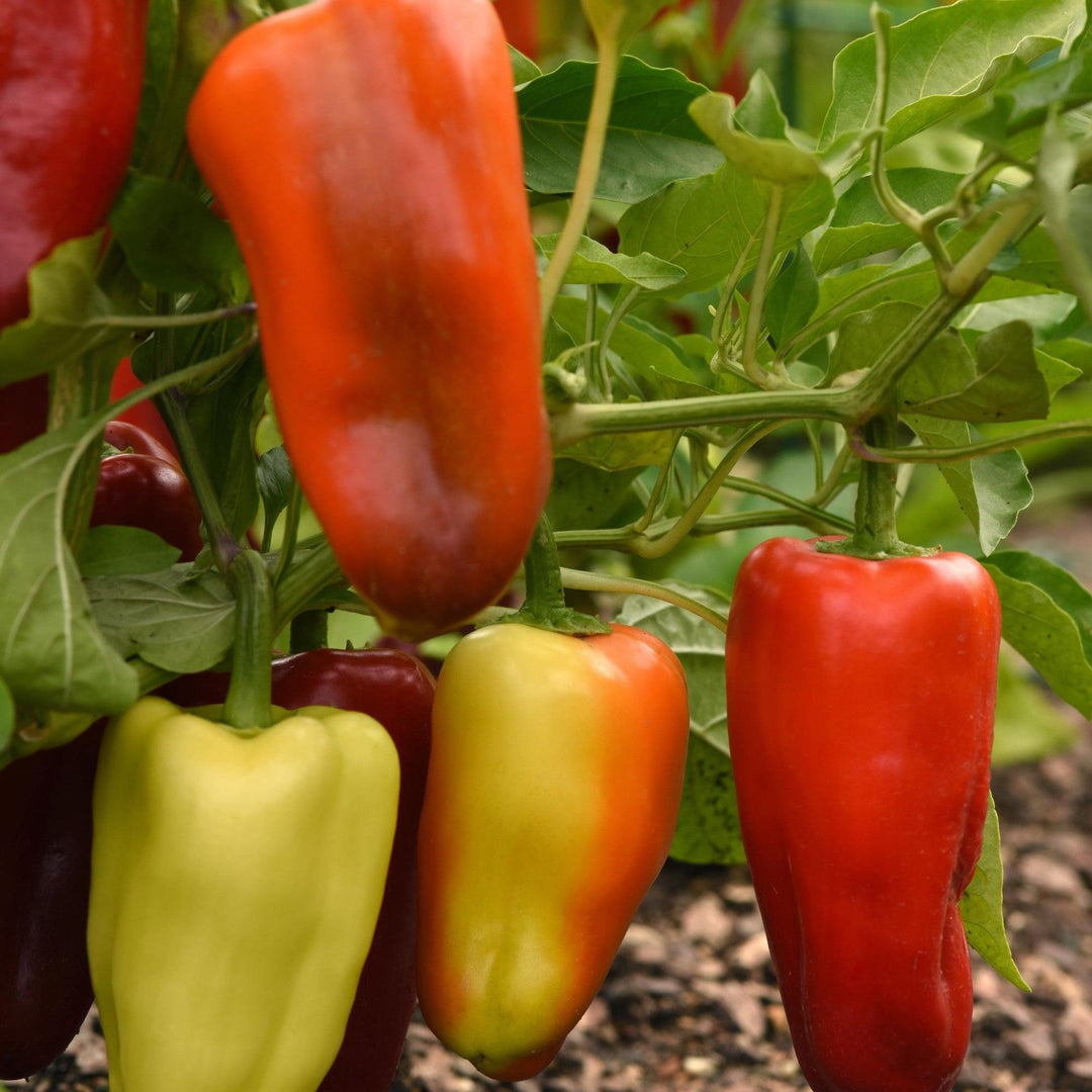 Capsicum annuum 'Gypsy' ~ Gypsy Sweet Pepper-ServeScape