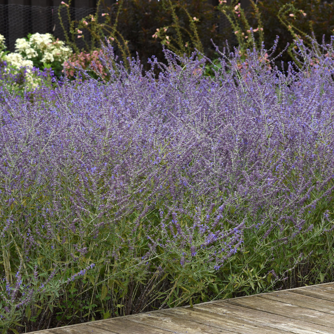 Perovskia atriplicifolia 'CrazyBlue' ~ Crazy Blue Russian Sage-ServeScape