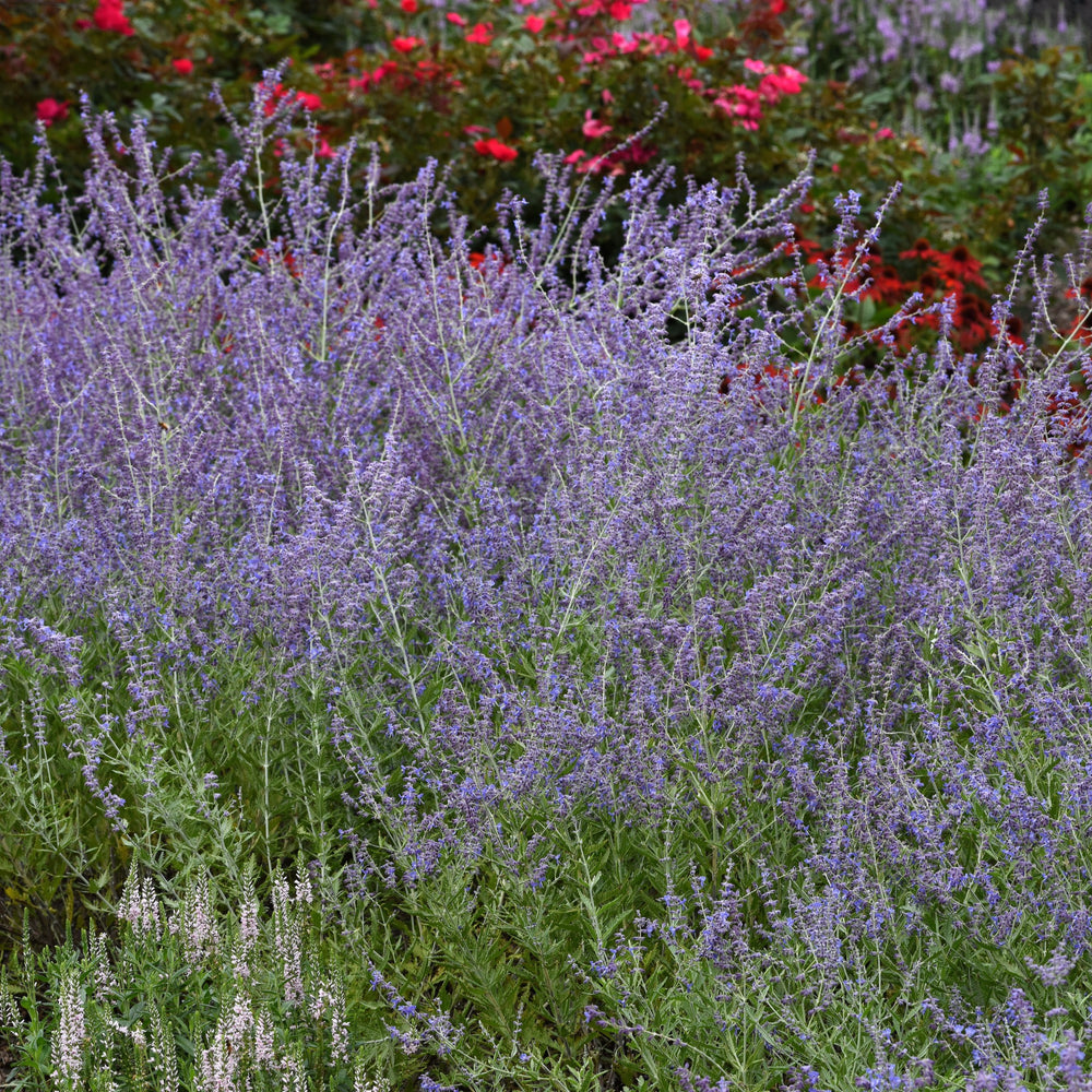 Perovskia atriplicifolia 'CrazyBlue' ~ Crazy Blue Russian Sage-ServeScape