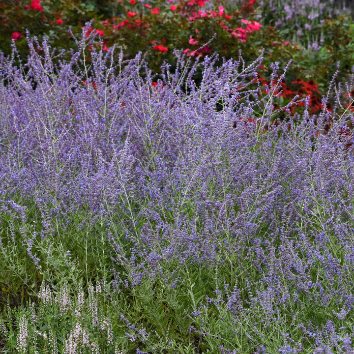 Perovskia atriplicifolia 'CrazyBlue' ~ Crazy Blue Russian Sage-ServeScape
