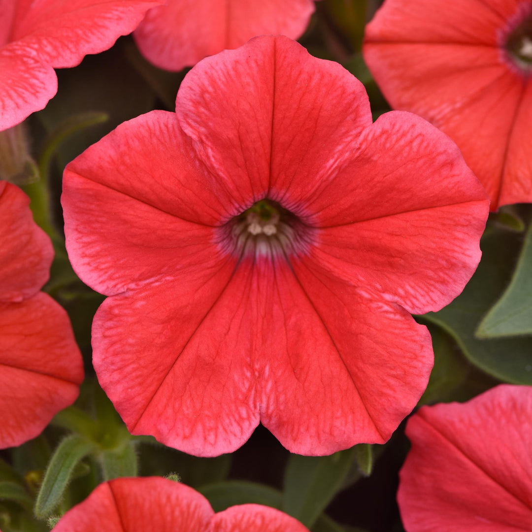 Petunia hybrid 'Balcanncor’ ~ Cannonball™ Coral Petunia-ServeScape