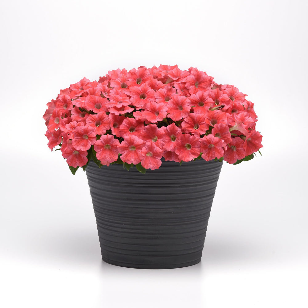 Petunia hybrid 'Balcanncor’ ~ Cannonball™ Coral Petunia-ServeScape