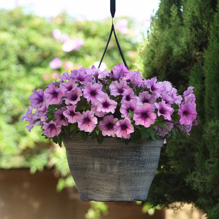 Petunia hybrid 'Balcannosv’ ~ Cannonball™ Rose Vein Petunia-ServeScape