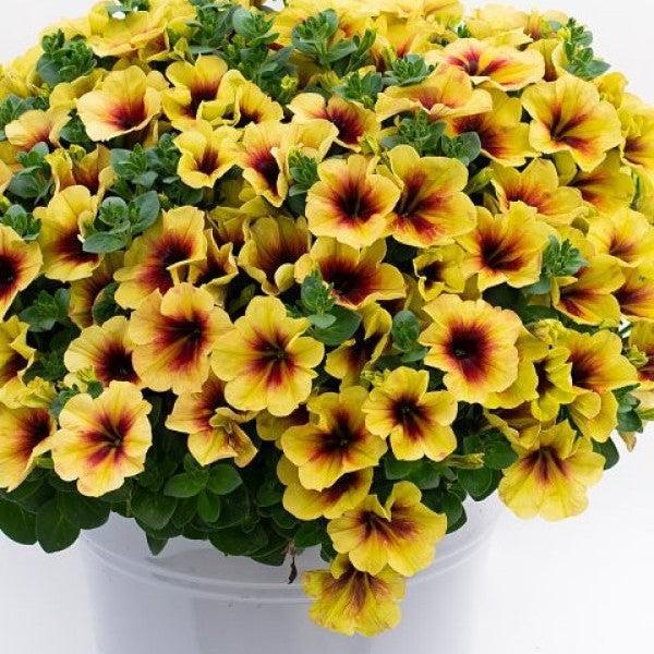 Petunia hybrid 'Crazytunia Bananarama’ ~ Crazytunia® Bananarama Petunia-ServeScape
