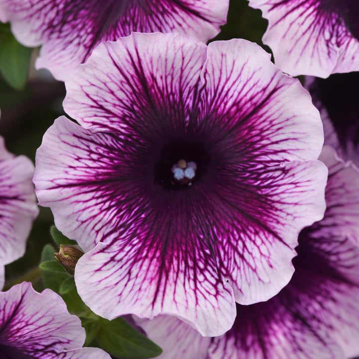 Petunia x 'KLEPH22641' ~ Headliner™ Blackberry Vein Petunia-ServeScape