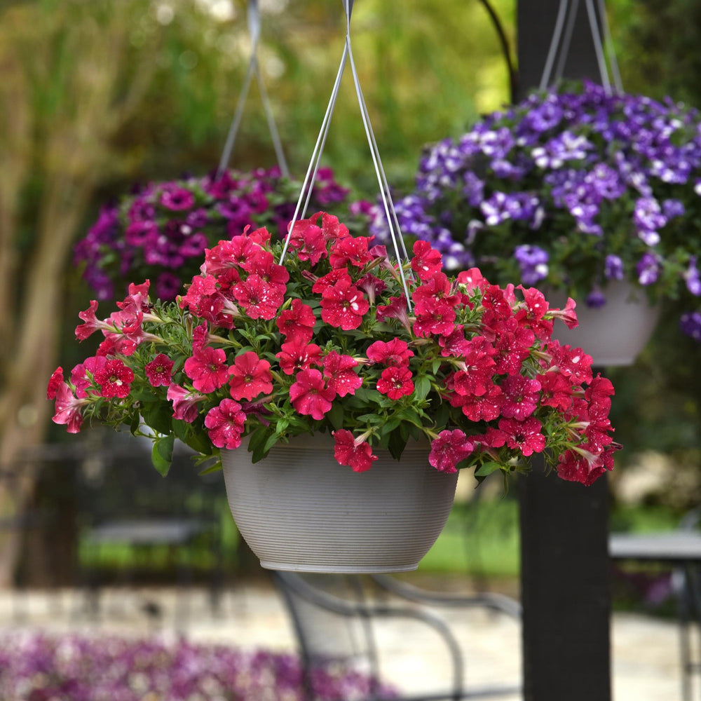 Petunia x 'KLEPH22668' ~ Headliner™ Strawberry Sky Petunia-ServeScape