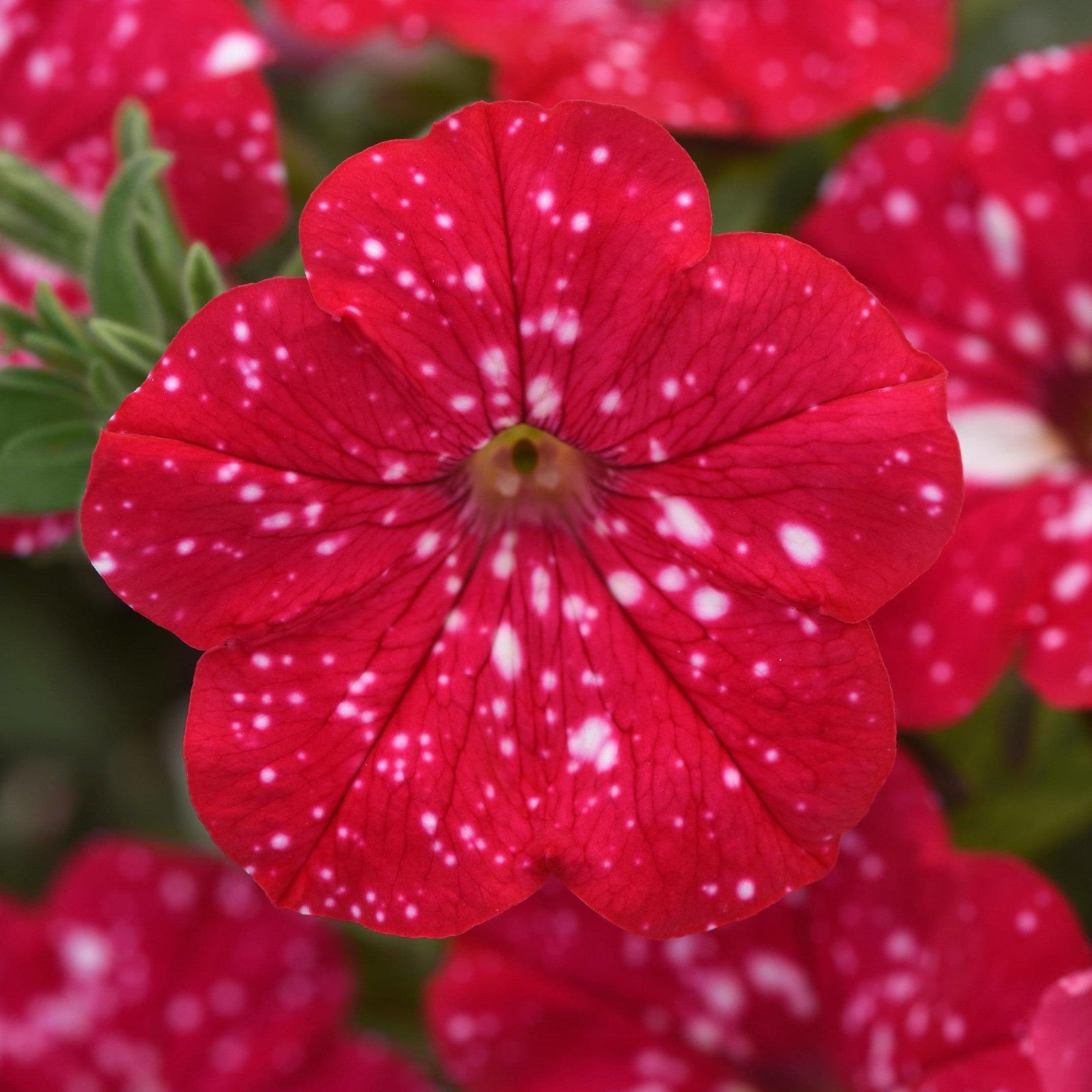 Petunia x 'KLEPH22668' ~ Headliner™ Strawberry Sky Petunia-ServeScape
