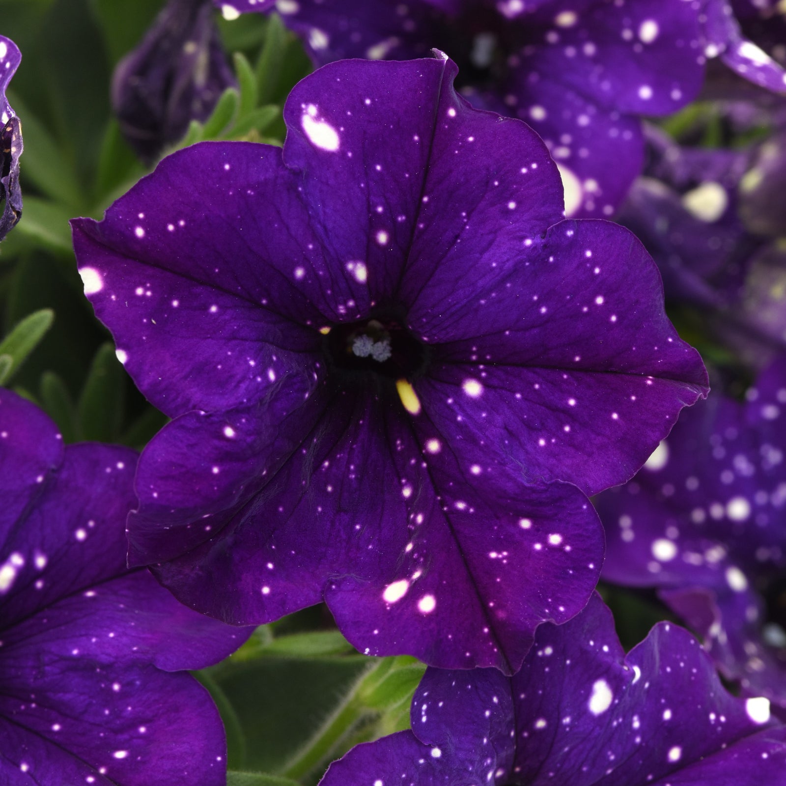Petunia x 'KLEPH23780' ~ Headliner™ Violet Sky Petunia-ServeScape