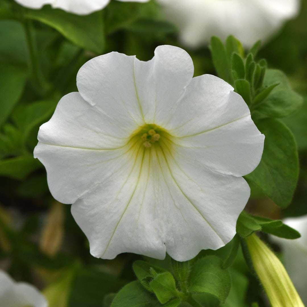 Petunia x 'KLEPH22540' ~ Headliner™ White Petunia-ServeScape