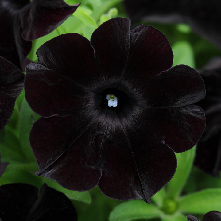 Petunia hybrid 'Dray68' ~ SlingShot™ Black Magic Petunia-ServeScape