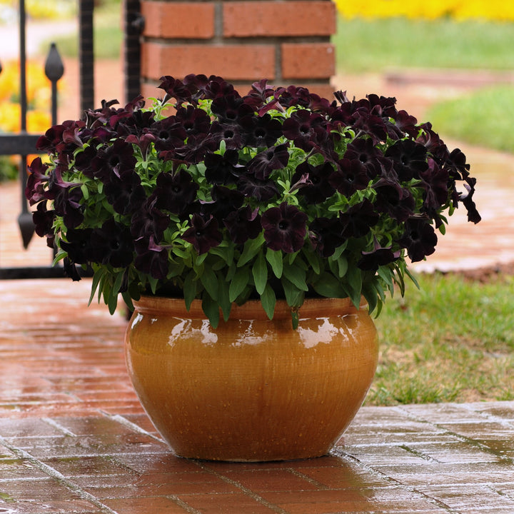 Petunia hybrid 'Dray68' ~ SlingShot™ Black Magic Petunia-ServeScape