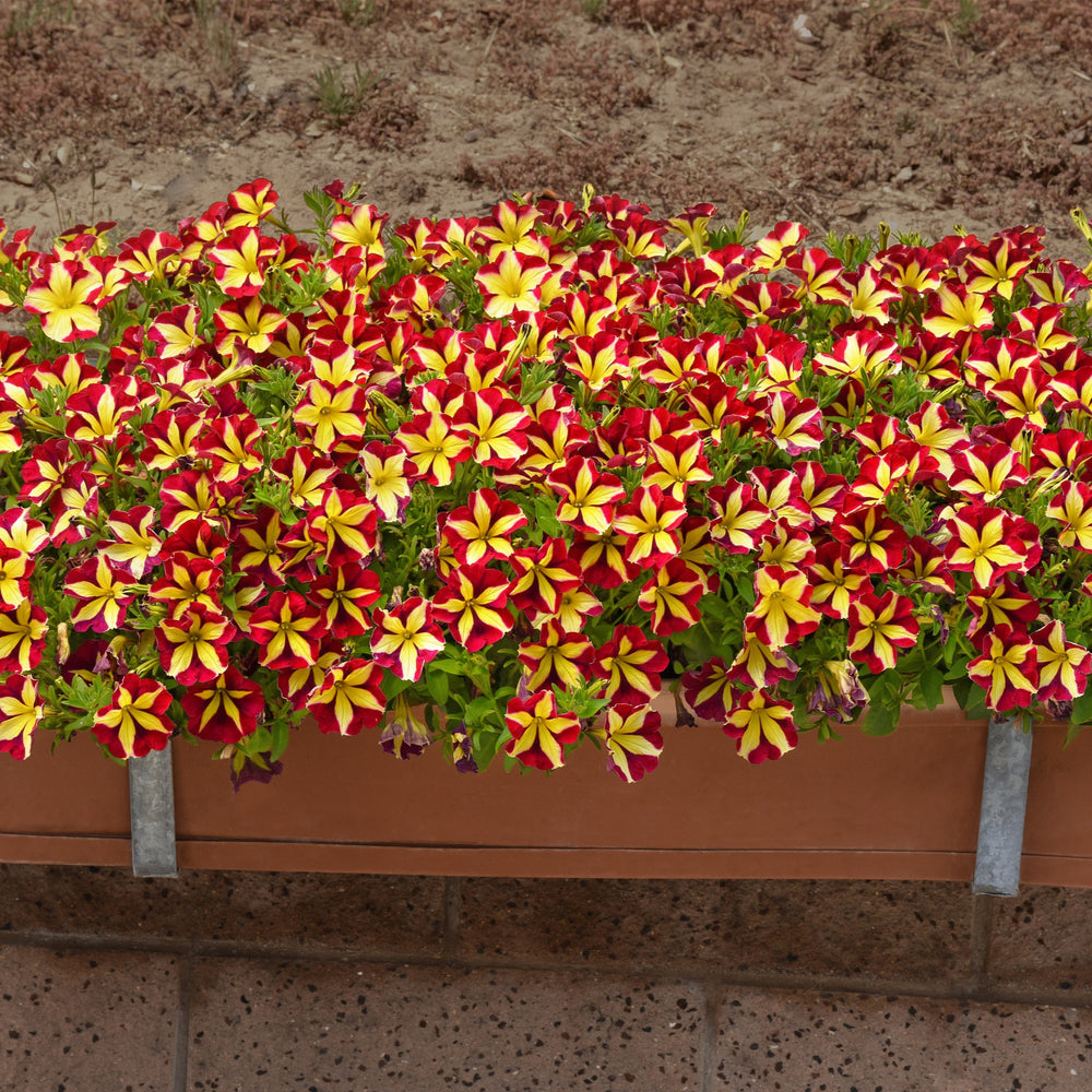 Petunia hybrid 'Balslincheel' ~ SlingShot™ Cherry Tartwheel Petunia-ServeScape