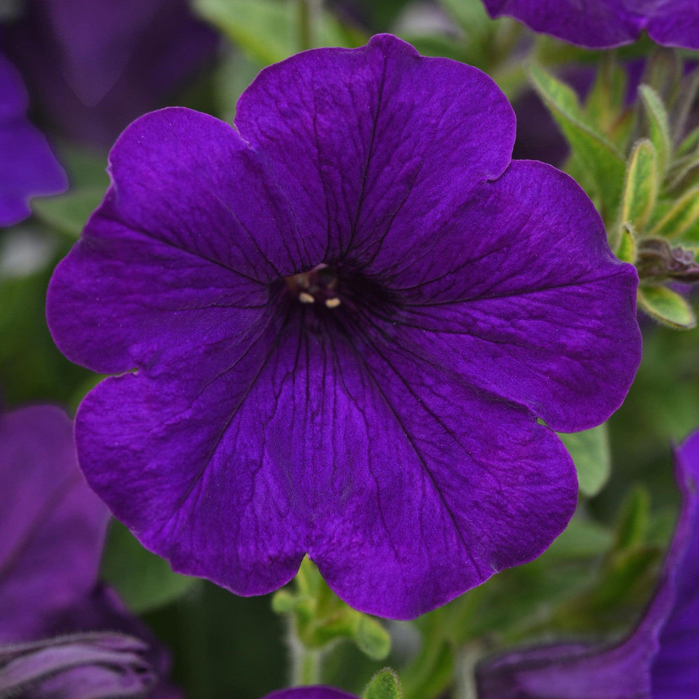 Petunia x 'Balsursarlu' ~ SureShot™ Dark Blue Petunia-ServeScape