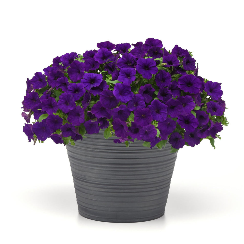 Petunia x 'Balsursarlu' ~ SureShot™ Dark Blue Petunia-ServeScape