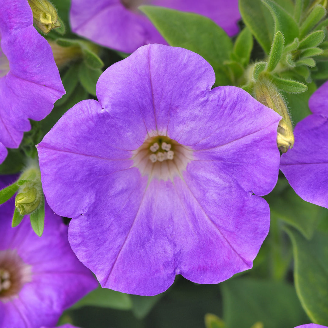Petunia x 'Balsurslibu' ~ SureShot™ Light Blue Petunia-ServeScape