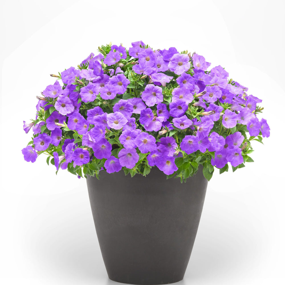 Petunia x 'Balsurslibu' ~ SureShot™ Light Blue Petunia-ServeScape