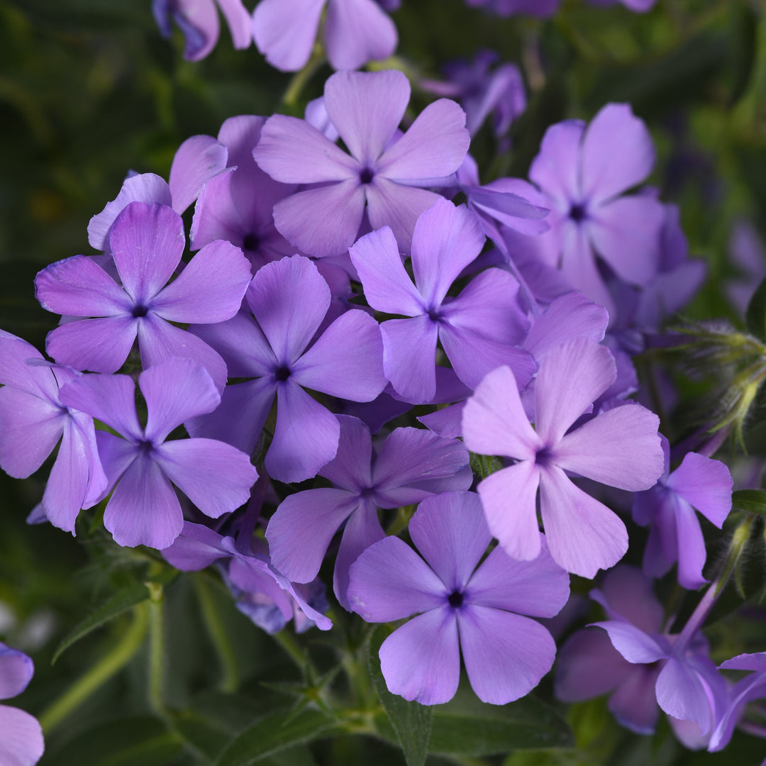 Phlox x 'Balcloudlue' ~ Candy Cloud™ Blue Phlox-ServeScape