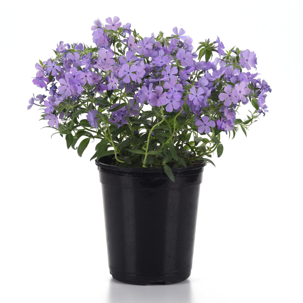 Phlox x 'Balcloudlue' ~ Candy Cloud™ Blue Phlox-ServeScape