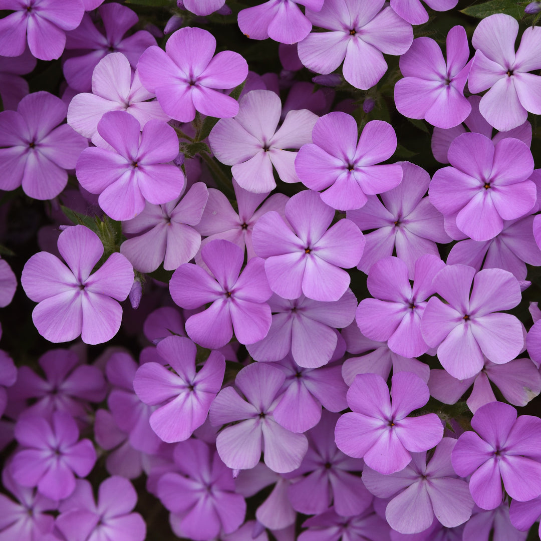 Phlox x 'Balcloudlav' ~ Candy Cloud™ Lavender Phlox-ServeScape