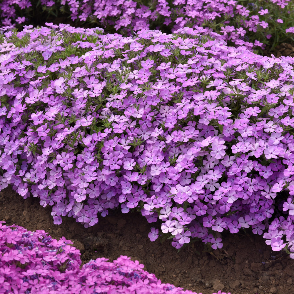 Phlox x 'Balcloudlav' ~ Candy Cloud™ Lavender Phlox-ServeScape