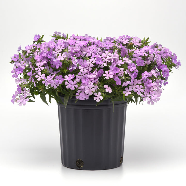 Phlox x 'Balcloudlav' ~ Candy Cloud™ Lavender Phlox-ServeScape
