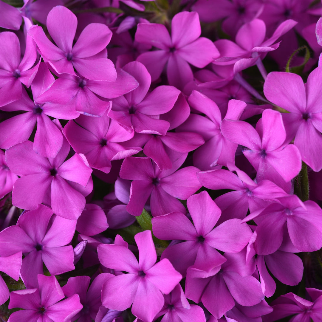 Phlox x 'Balcloudarpi' ~ Candy Cloud™ Dark Pink Phlox-ServeScape
