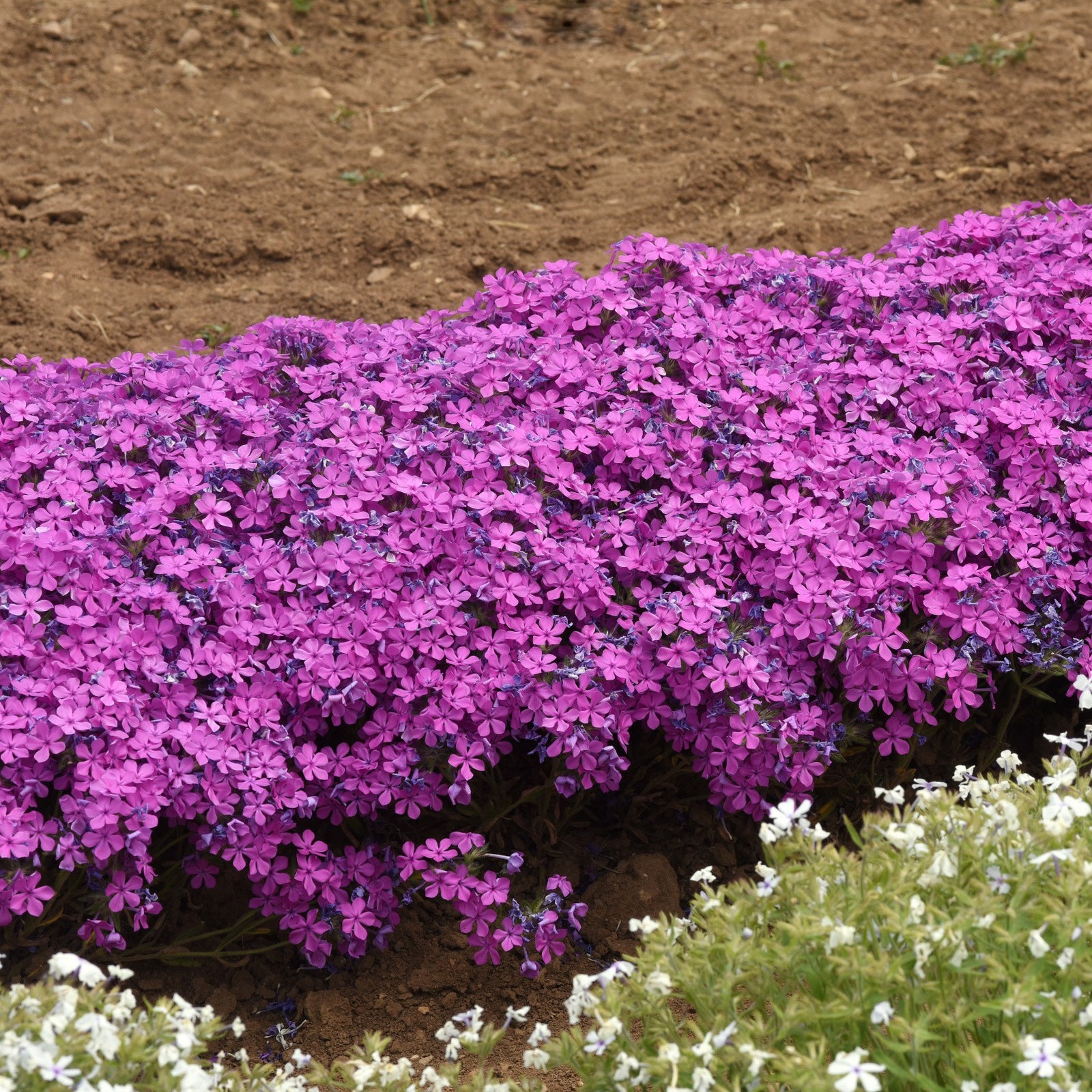 Phlox x 'Balcloudarpi' ~ Candy Cloud™ Dark Pink Phlox-ServeScape