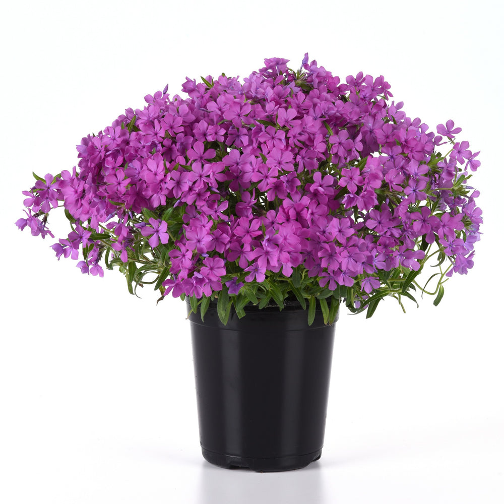 Phlox x 'Balcloudarpi' ~ Candy Cloud™ Dark Pink Phlox-ServeScape