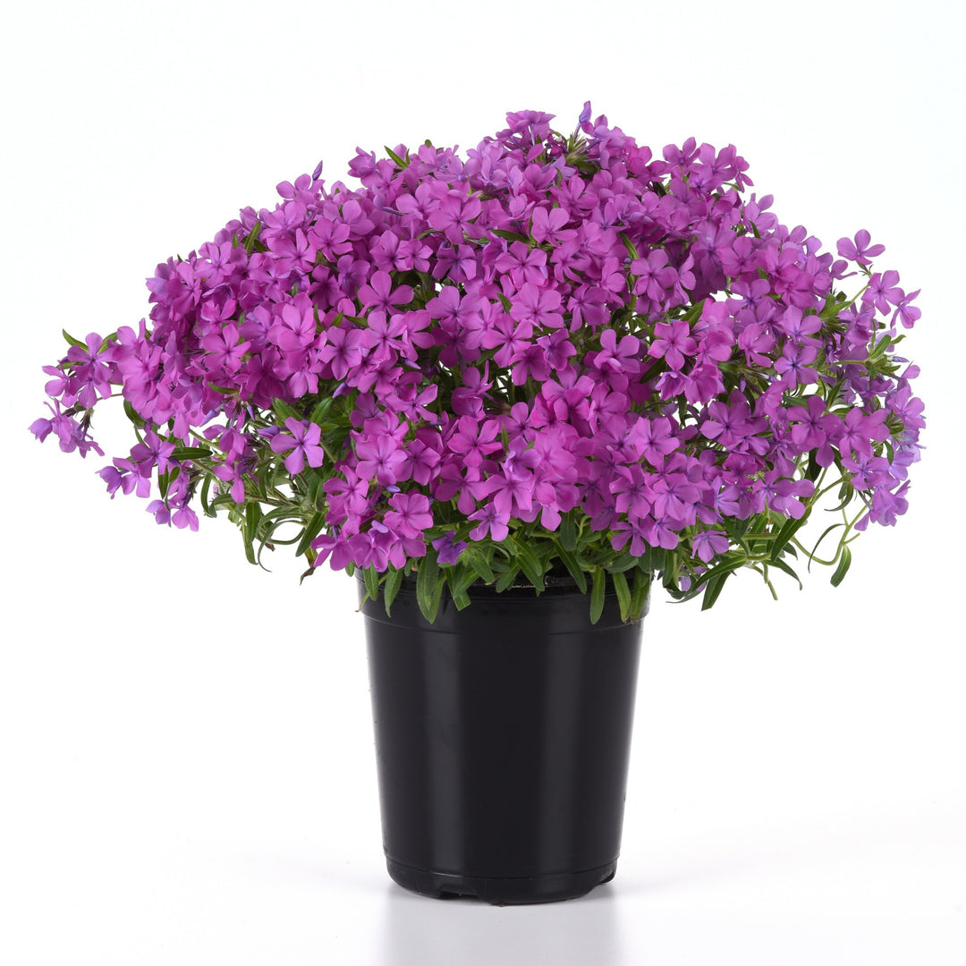 Phlox x 'Balcloudarpi' ~ Candy Cloud™ Dark Pink Phlox-ServeScape