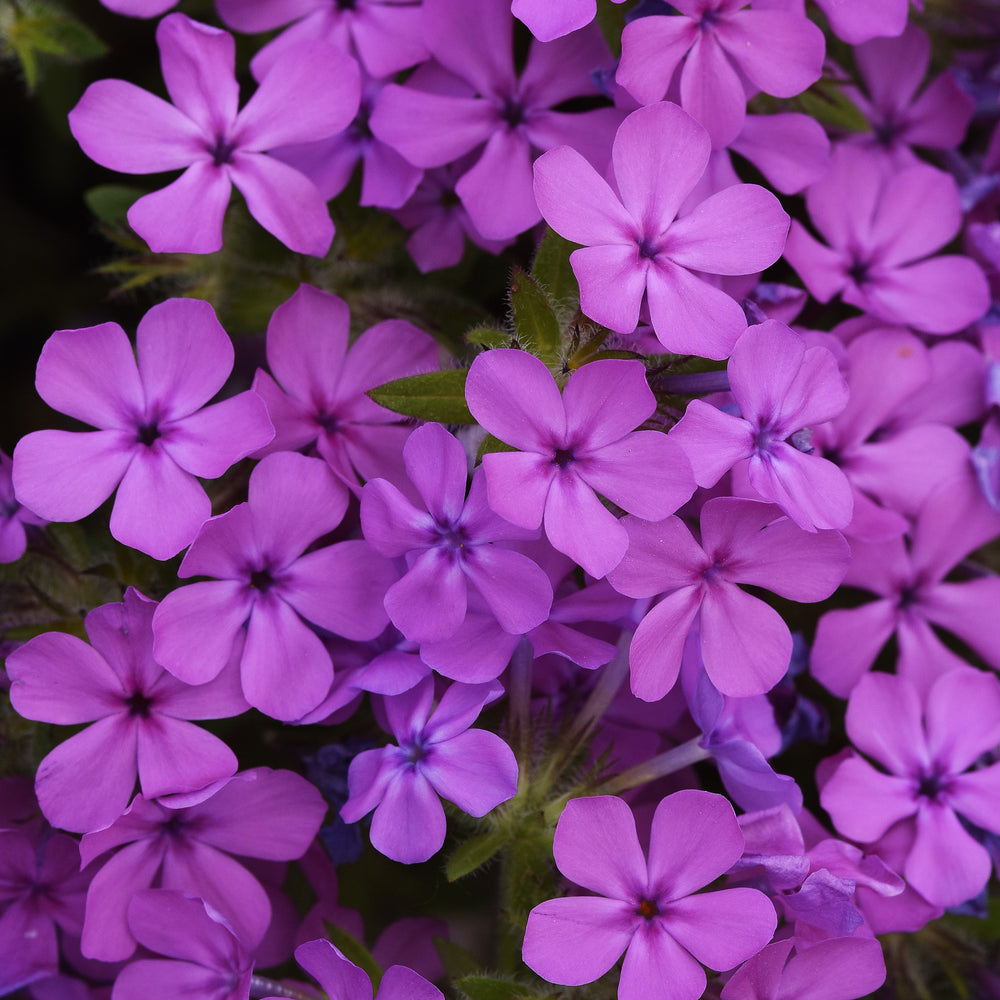 Phlox x 'Balcloudink' ~ Candy Cloud™ Pink Phlox-ServeScape