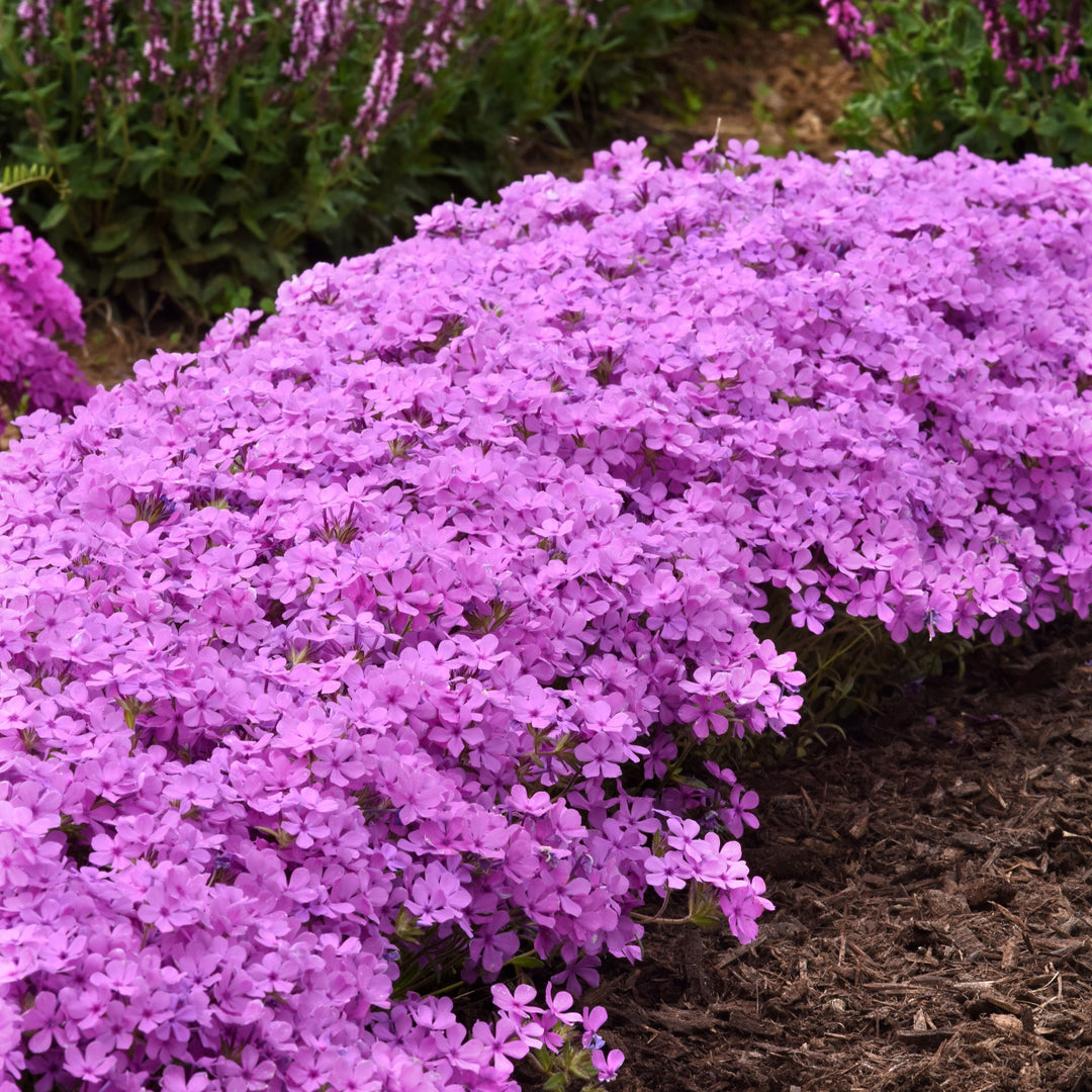 Phlox x 'Balcloudink' ~ Candy Cloud™ Pink Phlox-ServeScape