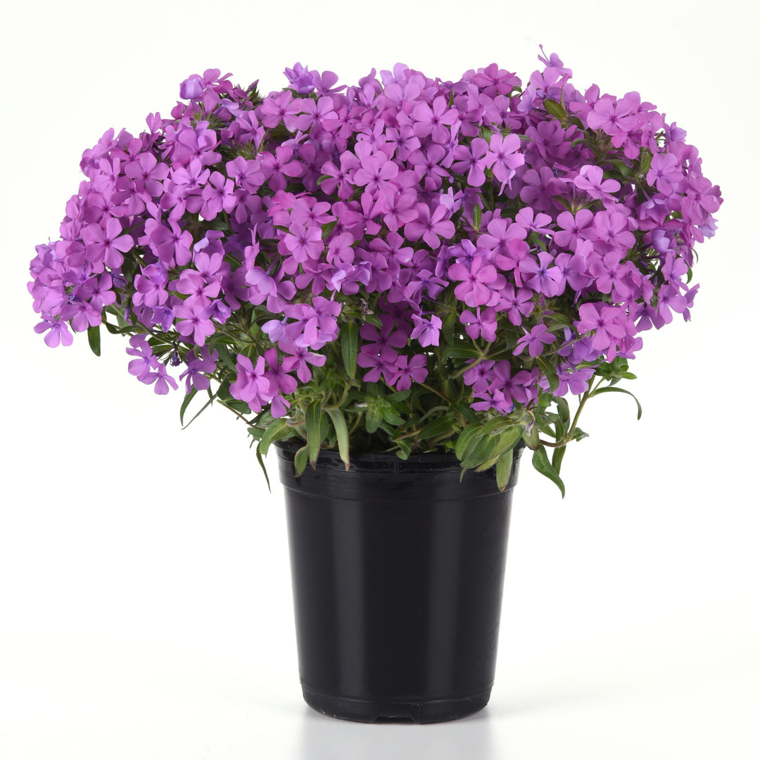 Phlox x 'Balcloudink' ~ Candy Cloud™ Pink Phlox-ServeScape