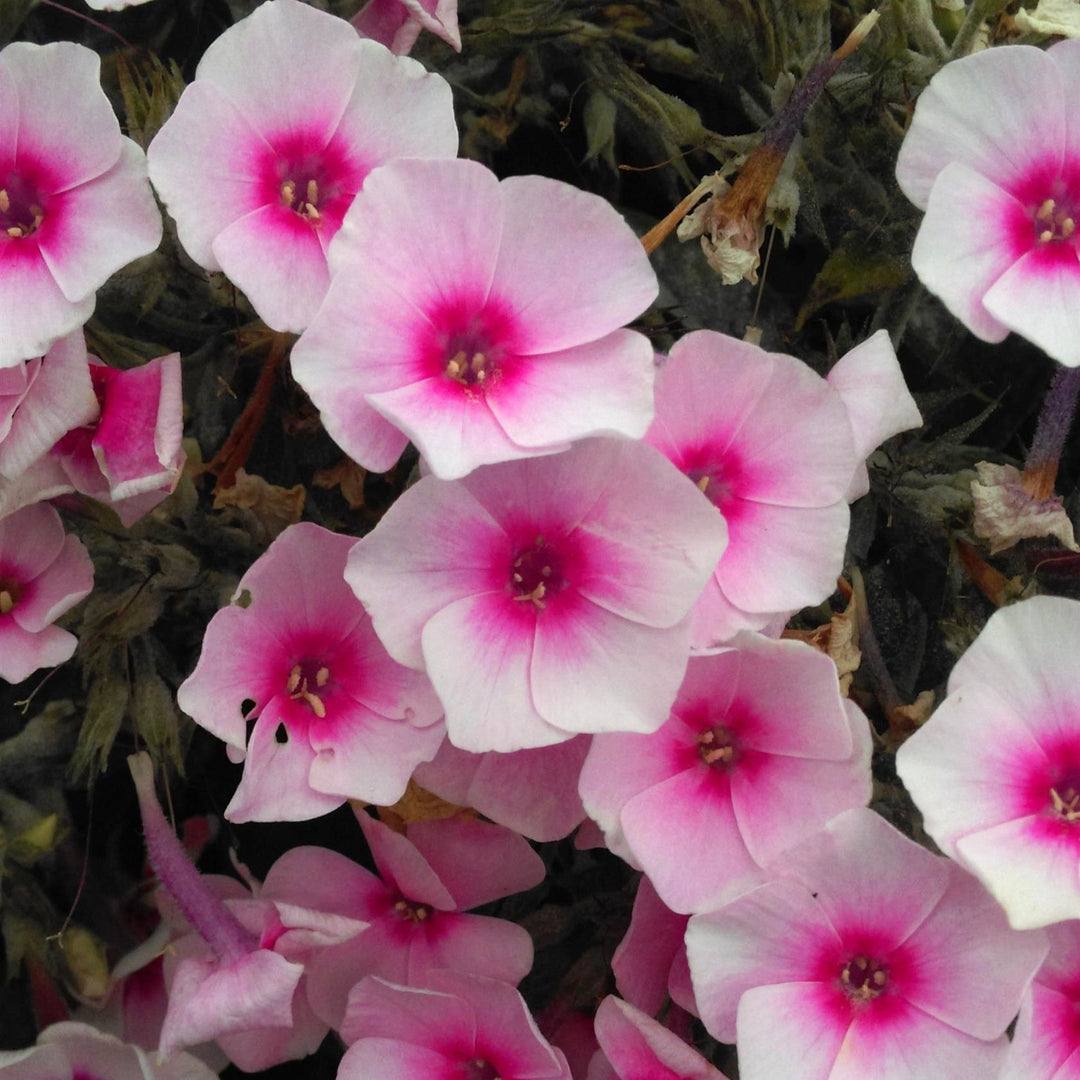 Phlox paniculata 'Flame Pro Baby Doll' ~ Flame™ Pro Baby Doll Phlox-ServeScape
