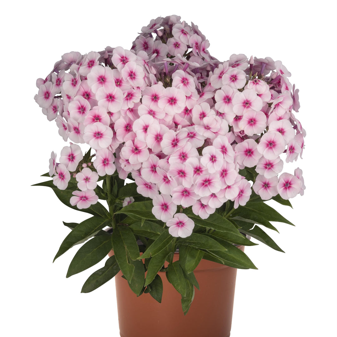 Phlox paniculata 'Flame Pro Baby Doll' ~ Flame™ Pro Baby Doll Phlox-ServeScape