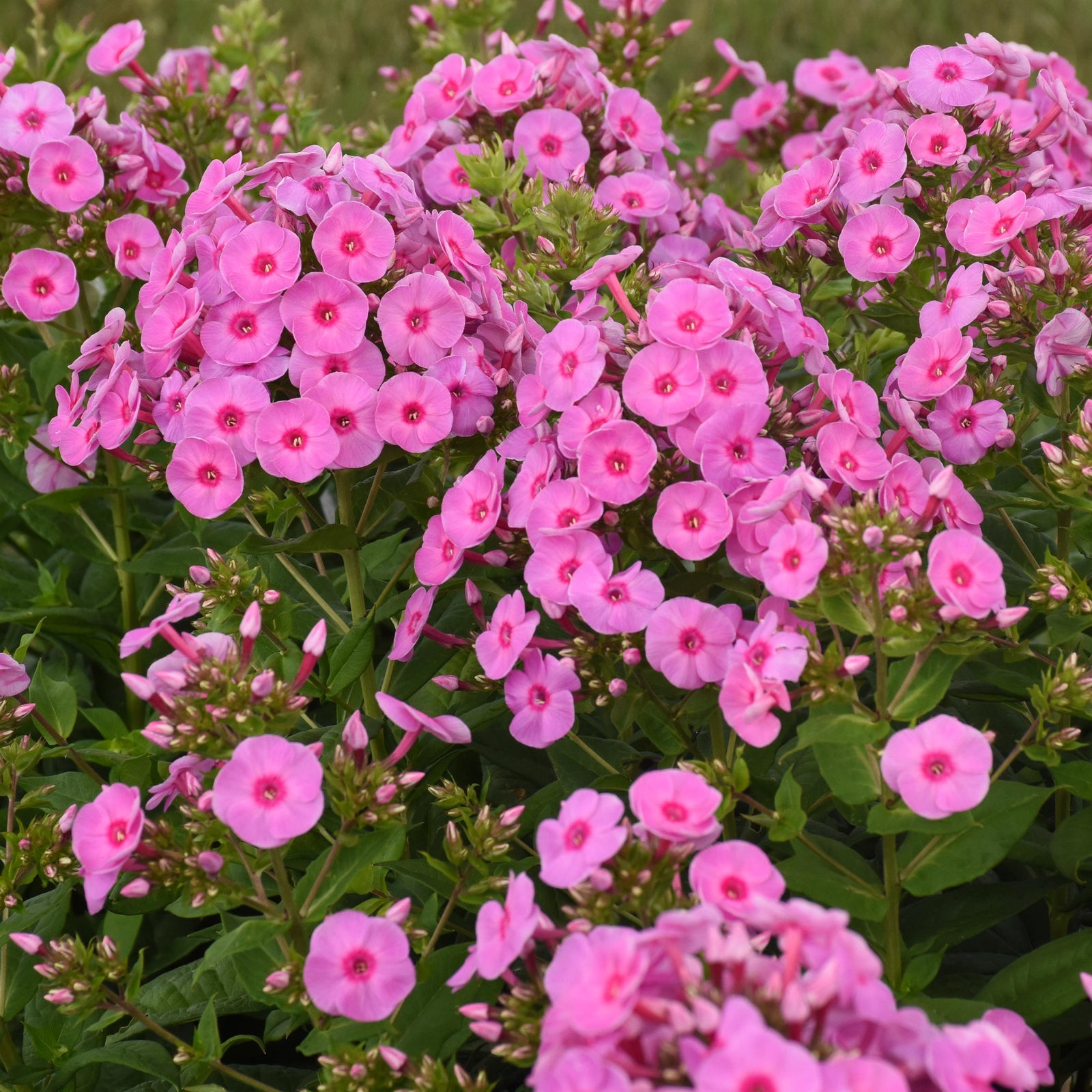 Phlox paniculata 'Luminary Prismatic Pink' ~ Luminary® Prismatic Pink Phlox-ServeScape