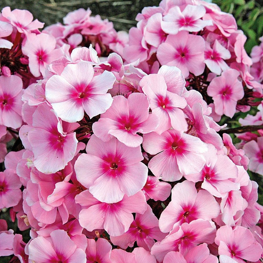 Phlox paniculata 'Bright Eyes' ~ Bright Eyes Phlox-ServeScape
