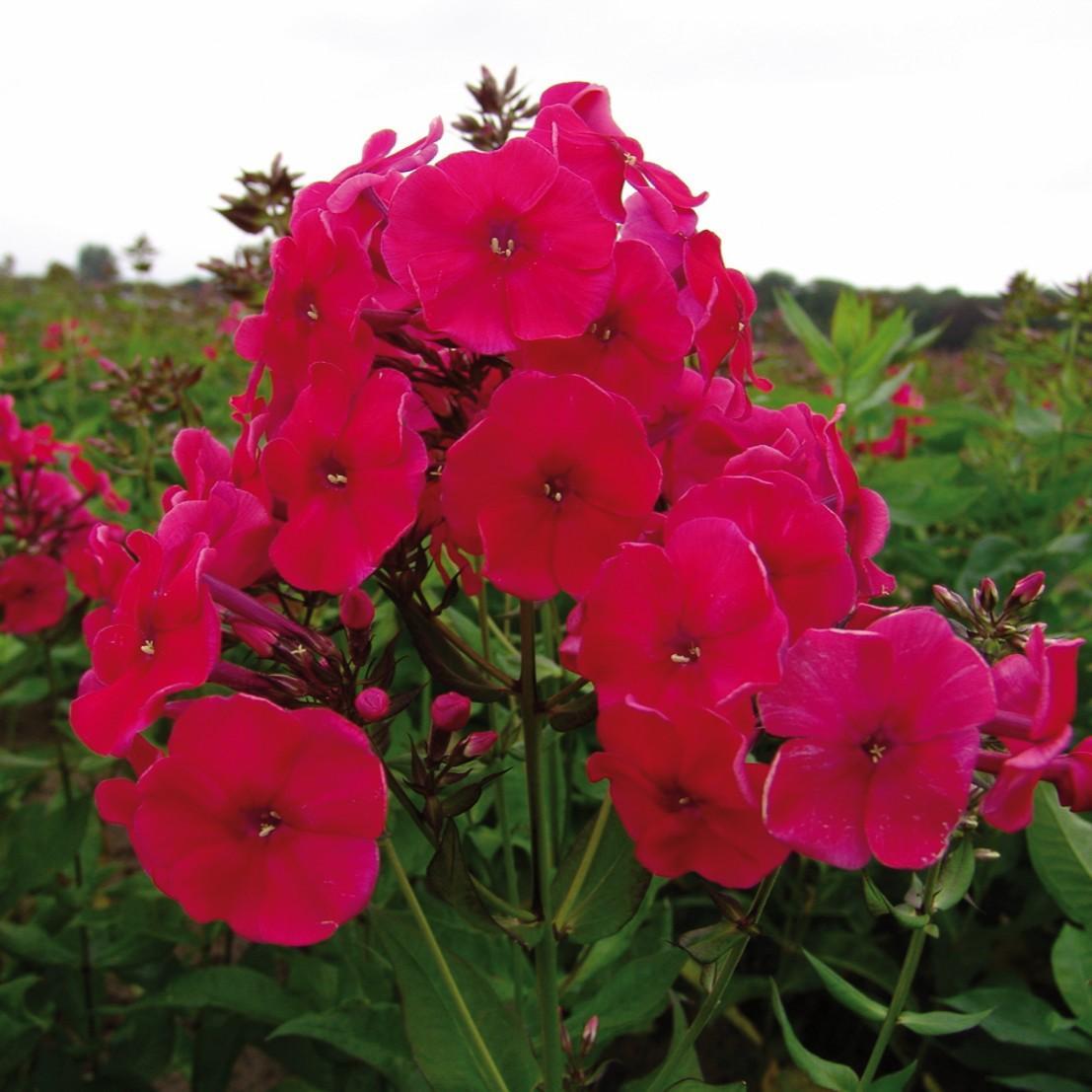 Phlox paniculata Red Riding Hood' ~ Red Riding Hood Phlox-ServeScape