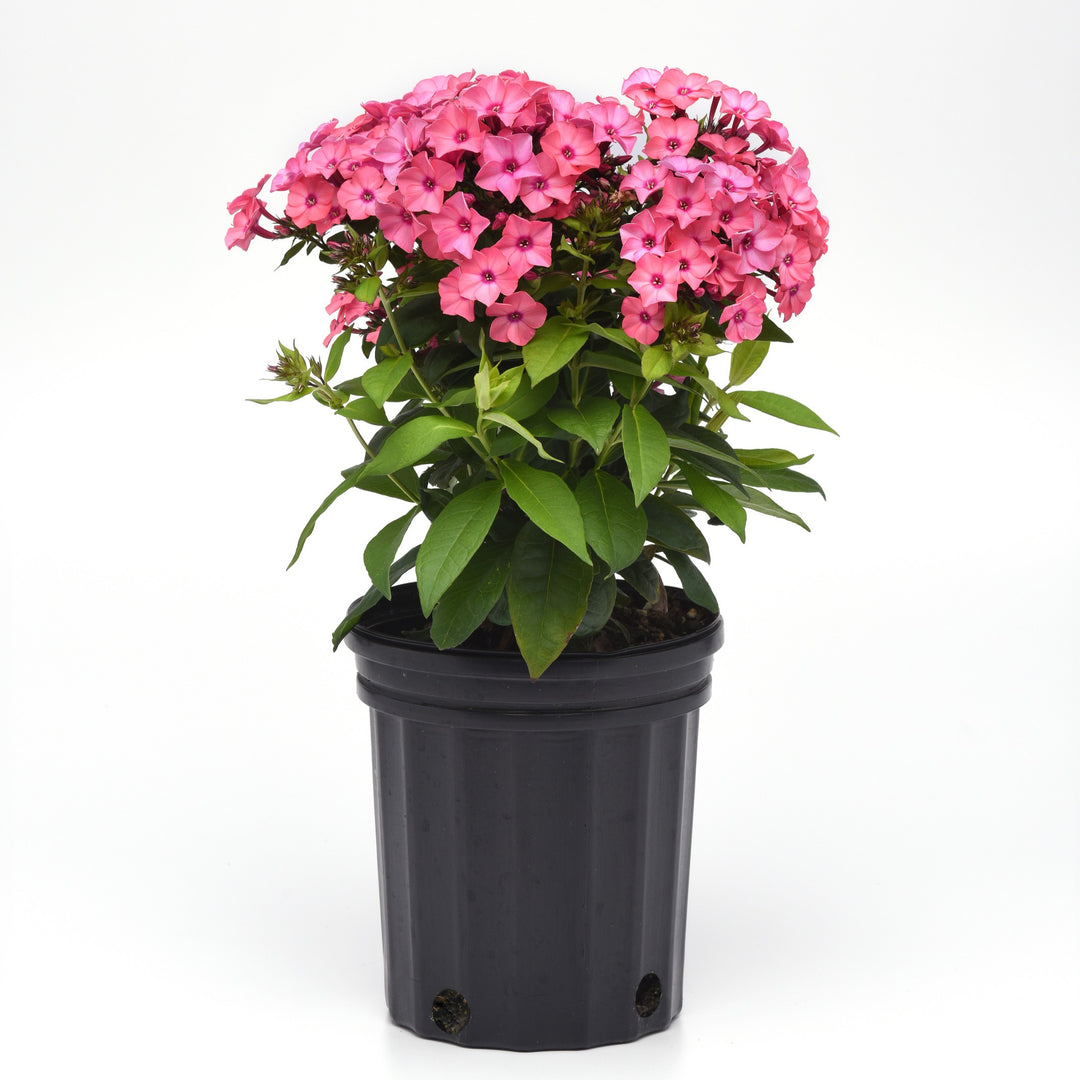 Phlox paniculata 'Balsukaco' ~ Super Ka-Pow™ Coral Phlox-ServeScape