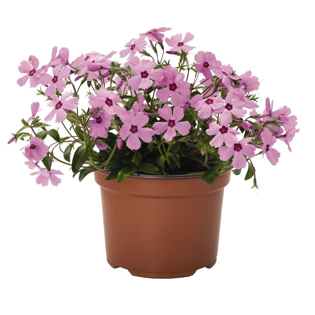 Phlox hybrid 'Woodlander Rose' ~ Woodlander Rose Phlox-ServeScape